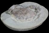 D Fossil Crab (Portunites) Washington - Washington State #92935-1